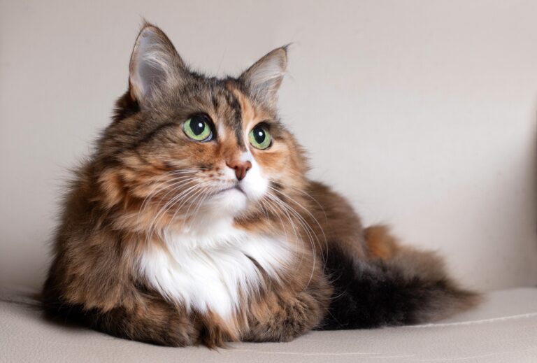 Comment savoir si le chat est mon totem ?