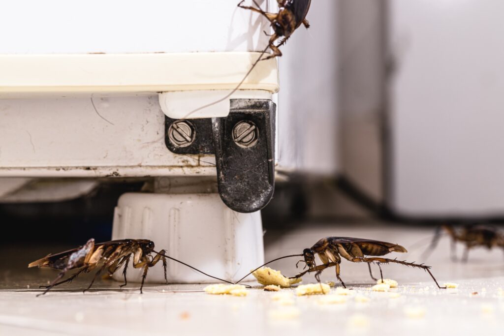 Extermination cafards : 4 avantages stratégiques pour la santé de vos chats