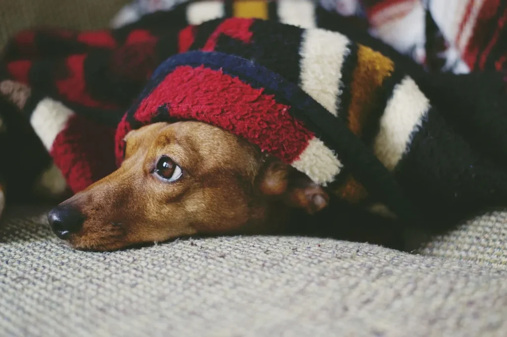 6 étapes pour choisir le bon chien selon votre mode de vie